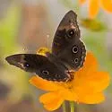 Dark Buckeye - Hodges#4441 - photo 2