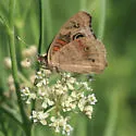 Dark Buckeye - Hodges#4441 - photo 3