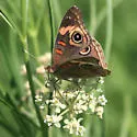 Dark Buckeye - Hodges#4441 - photo 4
