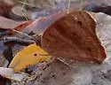 Dark Buckeye - Hodges#4441 - photo 5
