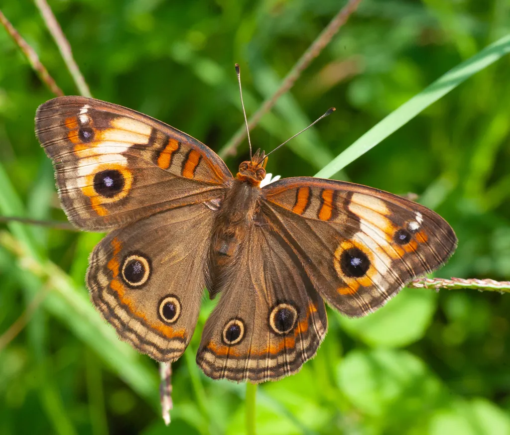 Junonia zonalis - Hodges#4441.2 - photo 2