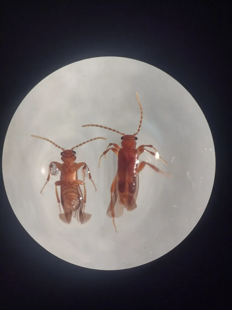 Jurasaidae - photo 2