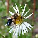 Jurinia pompalis - Jurinia pompalis