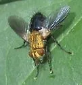 Jurinia pompalis - photo 2