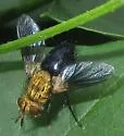 Jurinia pompalis - photo 3