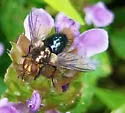 Jurinia pompalis - photo 4
