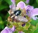 Jurinia pompalis - photo 5