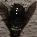 Juriniopsis aurifrons