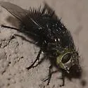 Juriniopsis aurifrons - photo 2