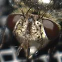 Juriniopsis aurifrons - photo 3