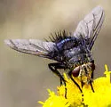 Juriniopsis aurifrons - photo 4
