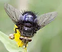 Juriniopsis aurifrons - photo 5