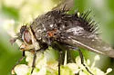 Juriniopsis floridensis