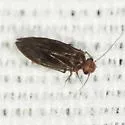 Kaestneriella fumosa - photo 2