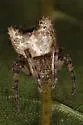 Pale Frilled Orbweaver