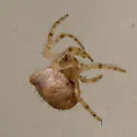 Pale Frilled Orbweaver - photo 3