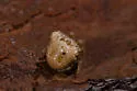 Pale Frilled Orbweaver - photo 5
