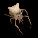 Smooth Frilled Orbweaver