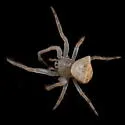 Smooth Frilled Orbweaver - photo 2