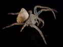 Smooth Frilled Orbweaver - photo 3