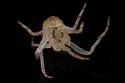 Smooth Frilled Orbweaver - photo 4