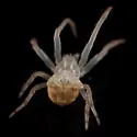 Smooth Frilled Orbweaver - photo 5