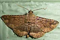 Kakopoda progenies - Hodges#8669