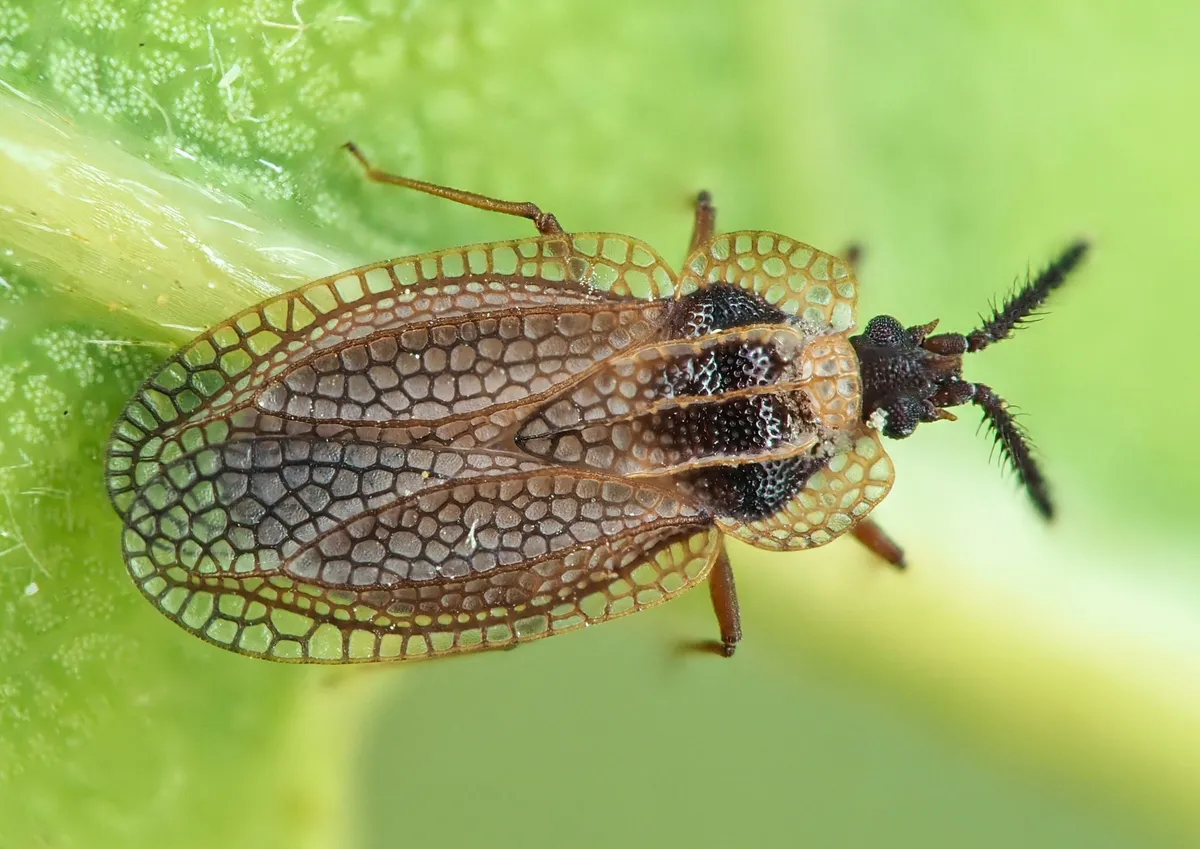 Gorse Lacebug - photo 2