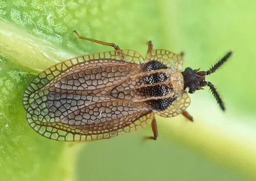 Gorse Lacebug - photo 3