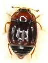 Kalissus nitidus