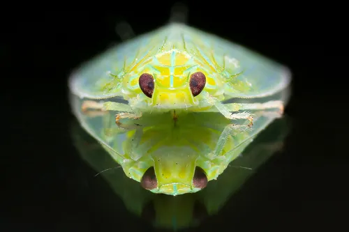 Kallitaxila crini
