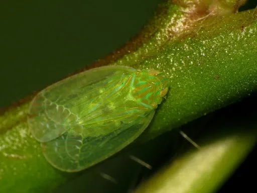 Grainy Planthopper - photo 2
