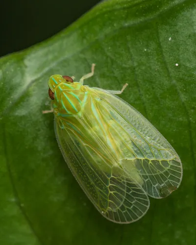 Kallitaxila sinica