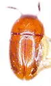 Kalohydnobius strigilatus