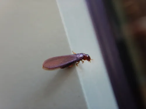 Dark Southern Drywood Termite