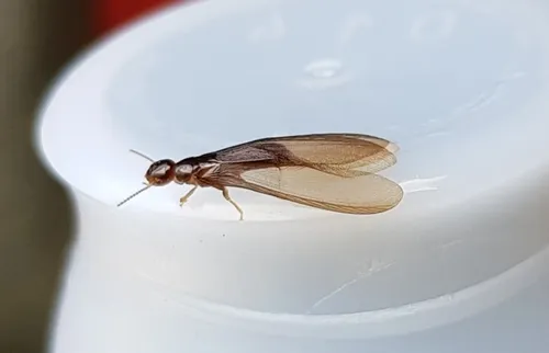 New Zealand Drywood Termite