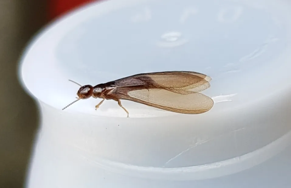 New Zealand Drywood Termite - photo 2