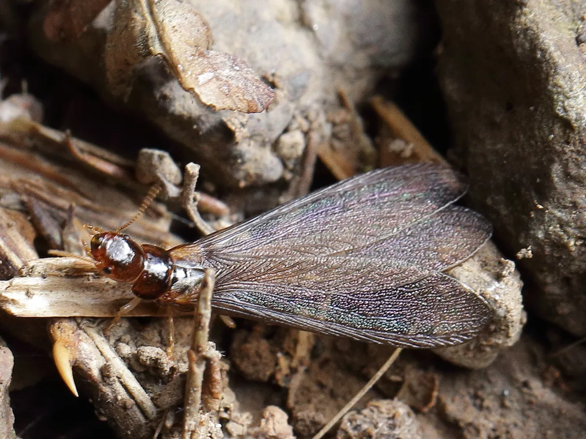 Kalotermes dispar - photo 3