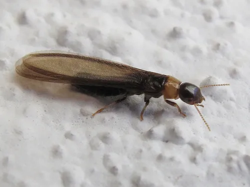 Yellownecked Dry-wood Termite