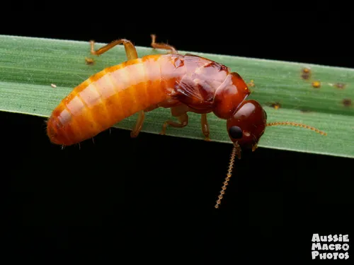Drywood and Dampwood Termites - photo 2