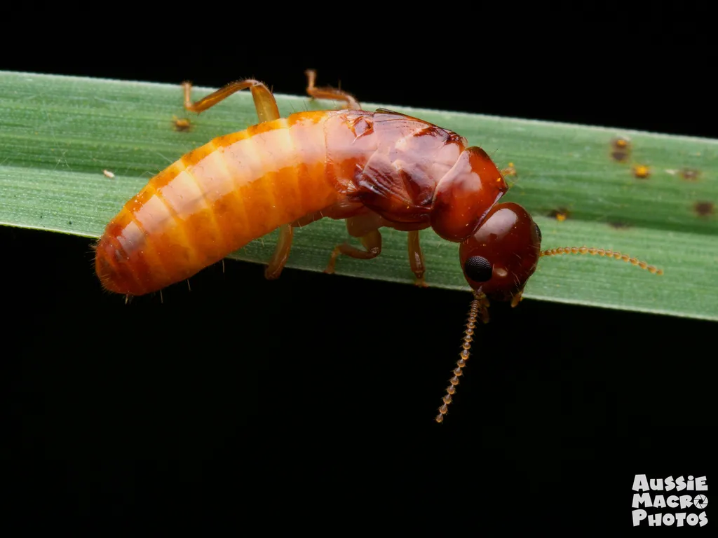 Drywood and Dampwood Termites - photo 3