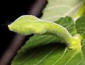 Slippery Elm Gall Aphid