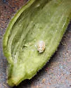 Slippery Elm Gall Aphid - photo 2