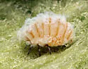 Slippery Elm Gall Aphid - photo 3
