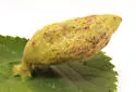 Slippery Elm Gall Aphid - photo 4