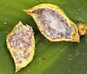 Slippery Elm Gall Aphid - photo 5