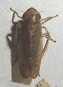 Kansendria kansiensis - photo 2
