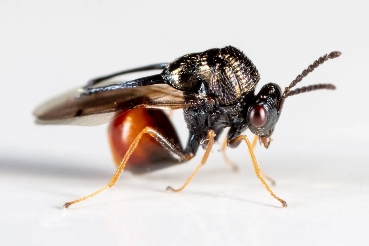 Kapala floridana