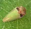 Katacephala grandiceps