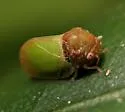 Katacephala grandiceps - photo 2